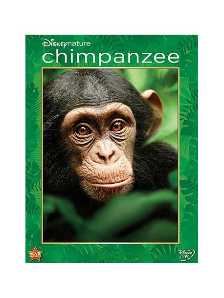 Chimpanzee