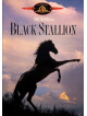 Black Stallion