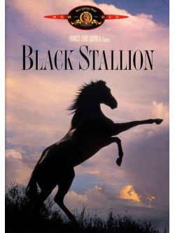 Black Stallion