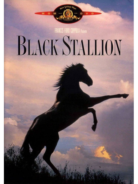 Black Stallion