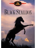 Black Stallion