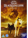 Young Black Stallion [Edizione: Regno Unito]