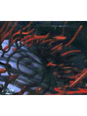 Tool - Schism
