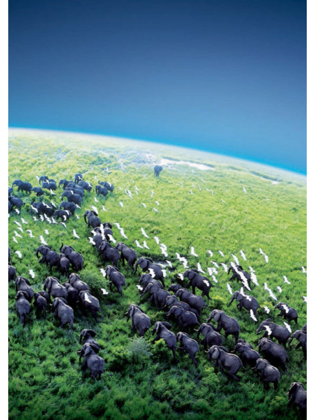 Planet Earth (4 Dvd)