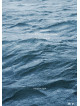 Sakanaction - Sakanaquarium2017 10Th Anniversary Arena Session 6.1Ch Sound Around [Edizione: Giappone]
