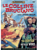 Colline Bruciano (Le)